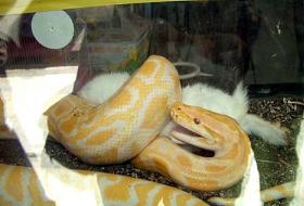 Kendi öldürmediği hayvanı yemiyor !