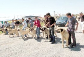 Kangal köpekleri yarıştı
