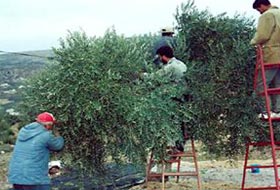 Yahudi İşgalciler 1200 Zeytin Ağacını Söktü