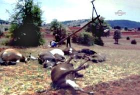 Böylesi ne görüldü ne duyuldu