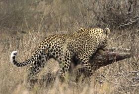 İki katilin savaşından inanılmaz görüntüler!