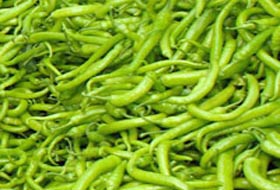 Sivri biber şampiyon oldu