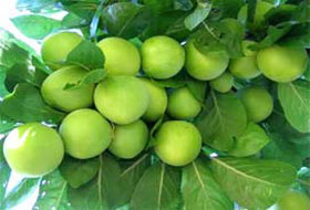 Erik fiyatı altını geçti!