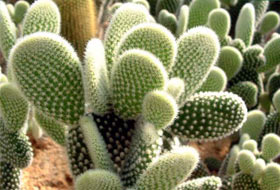 Kaktüs satışlarını patlatan söylenti