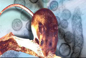 Hanta Virüsü" için şok iddia