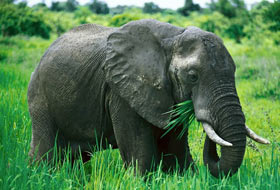 Fil köye saldırdı 5 ölü