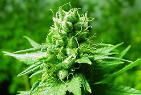 Fas'ta 32 tonluk uyuşturucu yakalandı