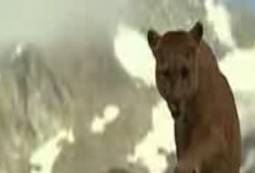 Hayvanlar aleminde ilginç anneler günü (VİDEO)