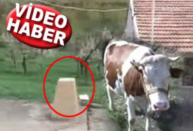 Eceli gelen inek büst kırarmış(!) (VİDEO)