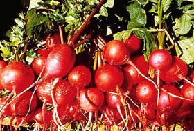 Saç dökülmesi ve sivilceyi önleyen bitki