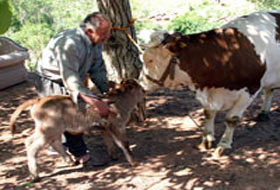 Büst Kıran İnek Anne Oldu