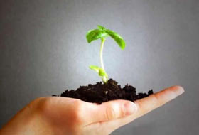 Gezi medyası bu ağaç katliamına sessiz