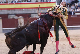 Boğa, İsrail'i böyle yıktı (VİDEO)