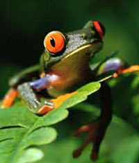 Gökten kurbağa yağdı