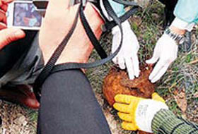 Ceset tarlaları kazılacak