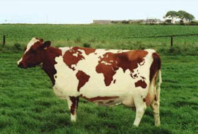 Sınır ihlali yapan inek gözaltına alındı