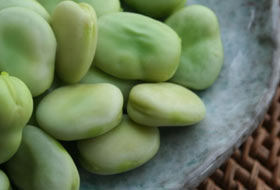 Kanamayı durdurur öksürüğü keser