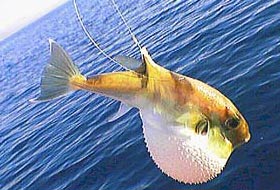 Marmara Denizinde zehirli balık uyarısı