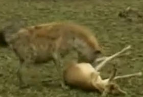 Uyanık antilop böyle kurtuldu (VİDEO)