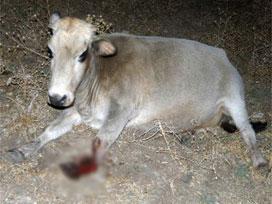 Tunceli'de 2. Ceylan vakası yaşanıyordu