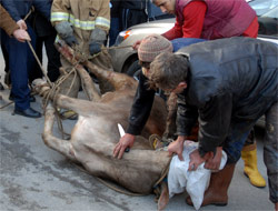 Kurban İhmal Edildiği İçin Kan Akıtılıyor