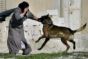 İşgalci Siyonist Köpeklerle Saldırdı