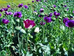 Haşhaş tarlalarını ABD işletecek