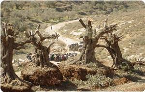 Siyonist Gaspçılar Dehşet Saçtı