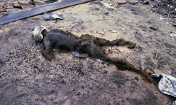 ABD İran'da Bozguna Uğradı(FOTO)