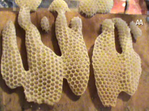 Arılar ALLAH Yazdı