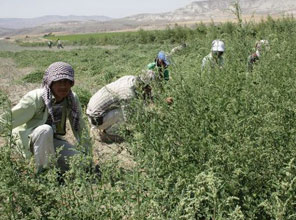 40 Derece'de Tarla'da Oruç