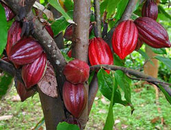 Kakaonun DNA haritası çıkarıldı