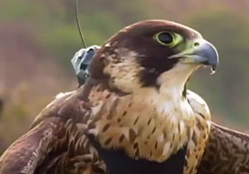 En Hızlı Şahin'e Kamera Taktılar(VİDEO)