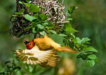 Nakkaş-ı Ezeli kendini tanıttırıyor ve sevdiriyor