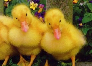 9 Defa'ALLAH'Sözü Geçiyor Tehlikelidir!.