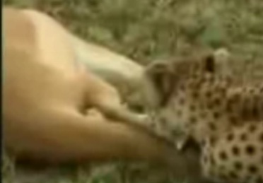 Antilop'un Ölü Numarası(VİDEO)