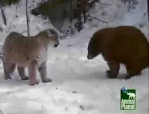 Aç Puma, Ayı'ya saldırdı-VİDEO