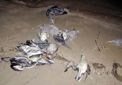 ABD'ye Gökyüzünden Ölü Kuşlar Yağdı