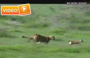 Çıta Avıyla Böyle Oynadı-VİDEO