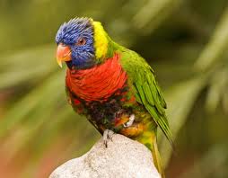 Papağan İhlas Süresi Okuyor-VİDEO