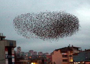 Ezan İle Beraber Havalanan Kuşlar-FOTO