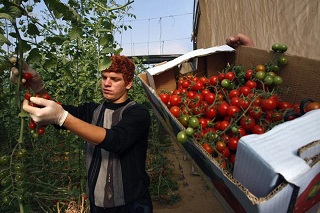 Gazze Halkı, Domates İhraç Etti-FOTO