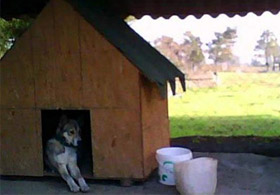 Askerler Köpeklerin Altını Temizliyor (!)