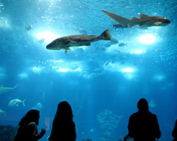 Dünya'nın En Büyük Akvaryumu Açıldı