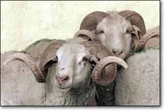 Kurban Derisine De Yolsuzluk Bulaştı