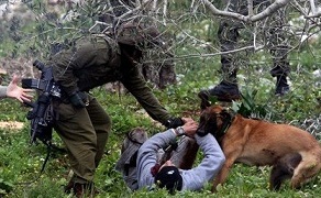 Filistinli Yaralıya Köpekli İşkence(FOTO)