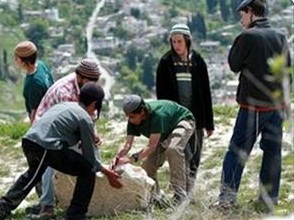 Siyonistler Zeytin Ağaçlarını Telef Etti