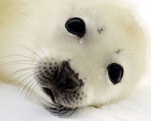 Kanada'da Fok Katliamı Başladı(VİDEO)