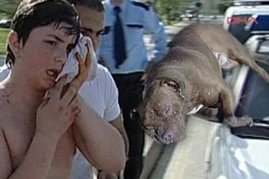 Bu Köpekler Daha Kaç Kişiyi Parçalayacak