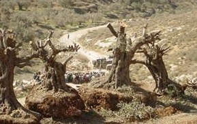 "Zeytin Ağaçlarını Sökün" Talimatı